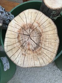 230315 Beech Checking -IMG_1031.JPG