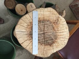 230319 Beech fr Bowl 7 -IMG_1033.JPG