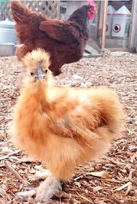 Screenshot_20200423-130852_Samsung Internet.jpg