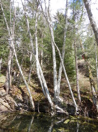 00 buttress roots 01.jpg