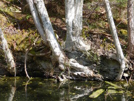 00 buttress roots 02.jpg