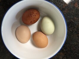 230422 Eggs from neghbor- IMG_1041.JPG