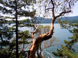 00 madrone pair 02.jpg