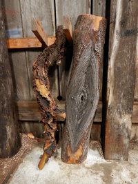 00 madrone canker.jpg