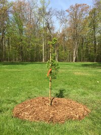 230506 Dawn redwood # 3 -IMG_1052.JPG