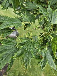 20230616_162704 (Medium).jpg