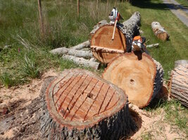 00 stump planter 01.jpg