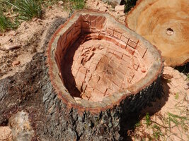 00 stump planter 02.jpg