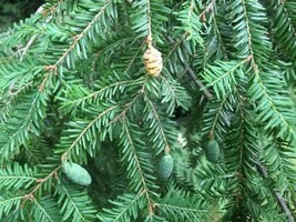 230701 Hemlock cones green & orange -IMG_1074.JPG