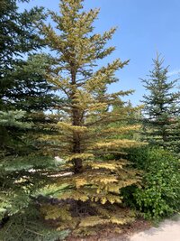 spruce chlorosis.jpg