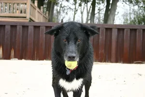 80436-juneautennisball.webp
