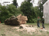 89202-BigRedMaple7-03-07WEB.gif