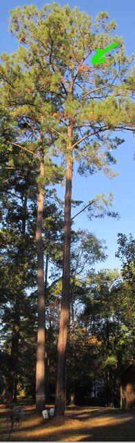 Screenshot 2023-11-01 111125.jpg