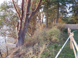 0 sunset madrone 01.jpg