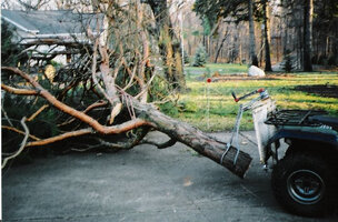 3 ATV dragging tree for web.jpg