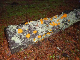 000 witch butter.jpg