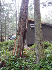 000 pine fracture 01.jpg