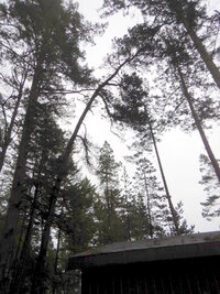 000 pine fracture 02.jpg