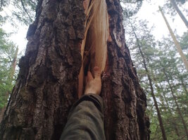 000 pine fracture 03.jpg