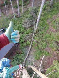 000 cracked pine 02.jpg