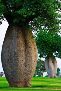 Toborochi trees.jpg