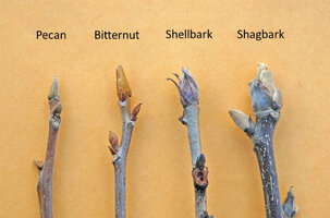 Pecan and hickory buds.jpg