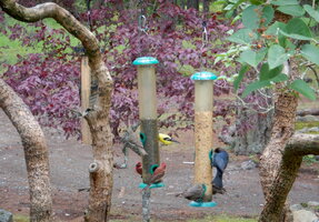 0000 seed feeders.jpg