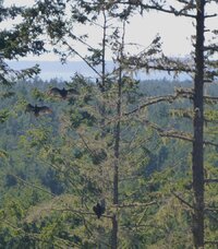 0 vultures in the sun.jpg