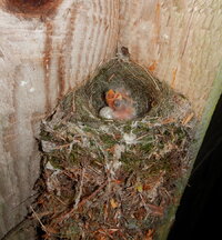 00 just hatched birds.jpg