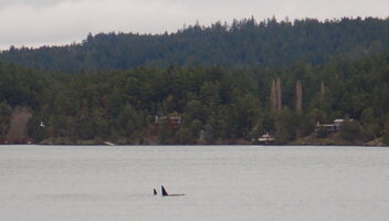 0 Passing Orcas.jpg