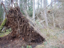 00 fir rootplate.jpg