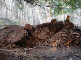 0 uprooted fir 01.jpg