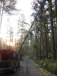 0 uprooted fir 02.jpg