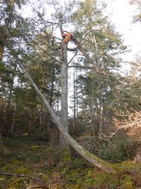 0 trees in trees 01.jpg