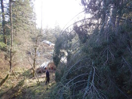 0 trees in trees 04.jpg