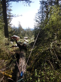 0 trees in trees 05.jpg