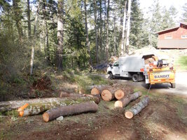 0 trees in trees 07.jpg