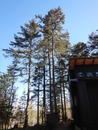 00 topped fir 01.jpg