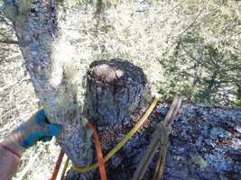 00 topped fir 02.jpg