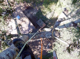 00 topped fir 03.jpg