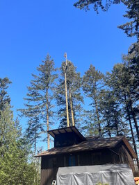 00 topped fir 05.jpg