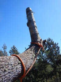 00 topped fir 06.jpg