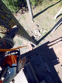 00 topped fir 07.jpg