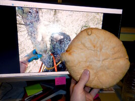 00 topped fir 08.jpg