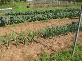 Garlic and Yukon gold 003.JPG