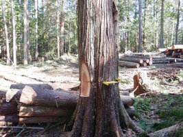 0 land clearing 02.jpg