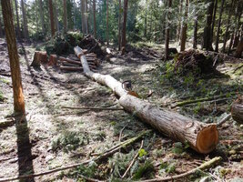 0 land clearing 03.jpg