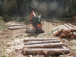 0 land clearing 04.jpg