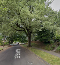 Buzzboard Tree 3.jpg