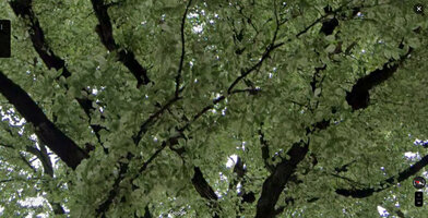 Buzzboard Tree 5.jpg